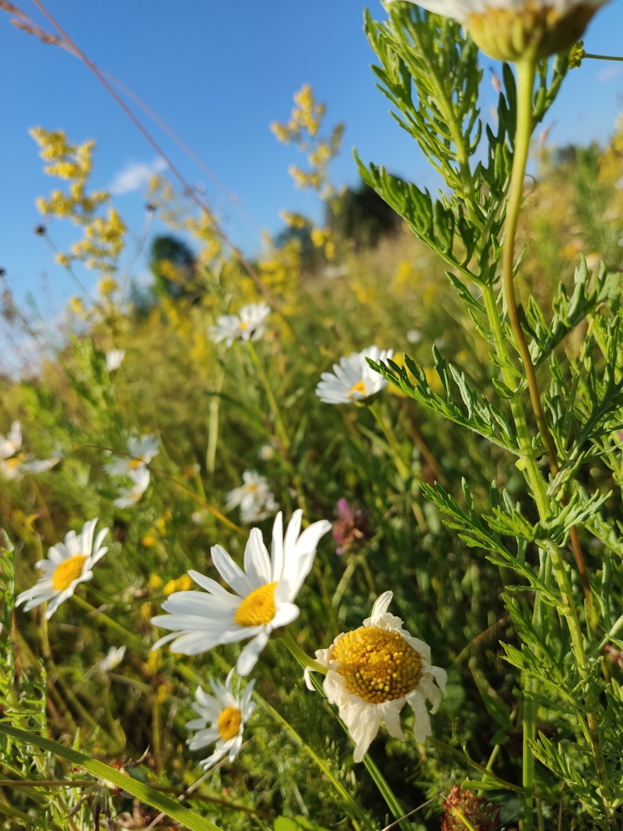 Природа и погода - темы для разговоров универсальные