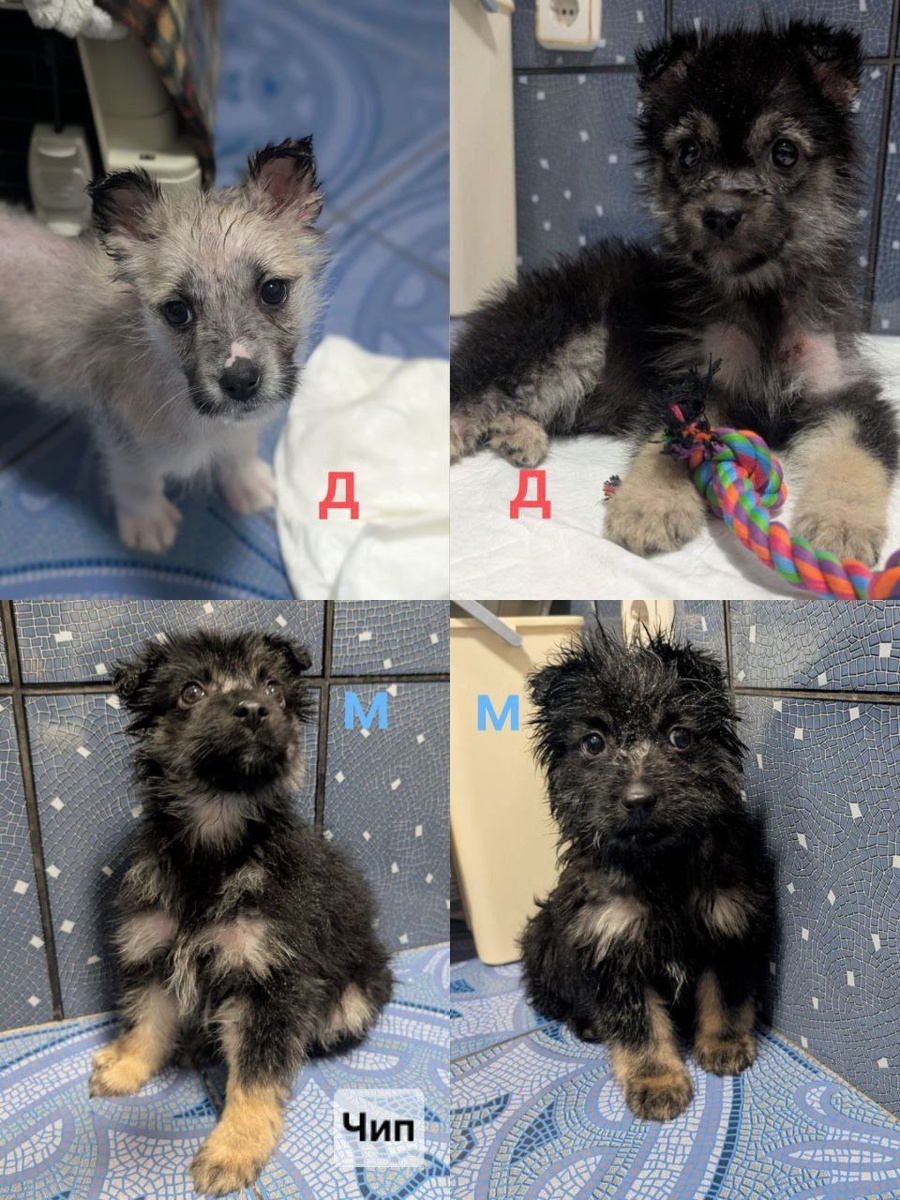 «блохастики»