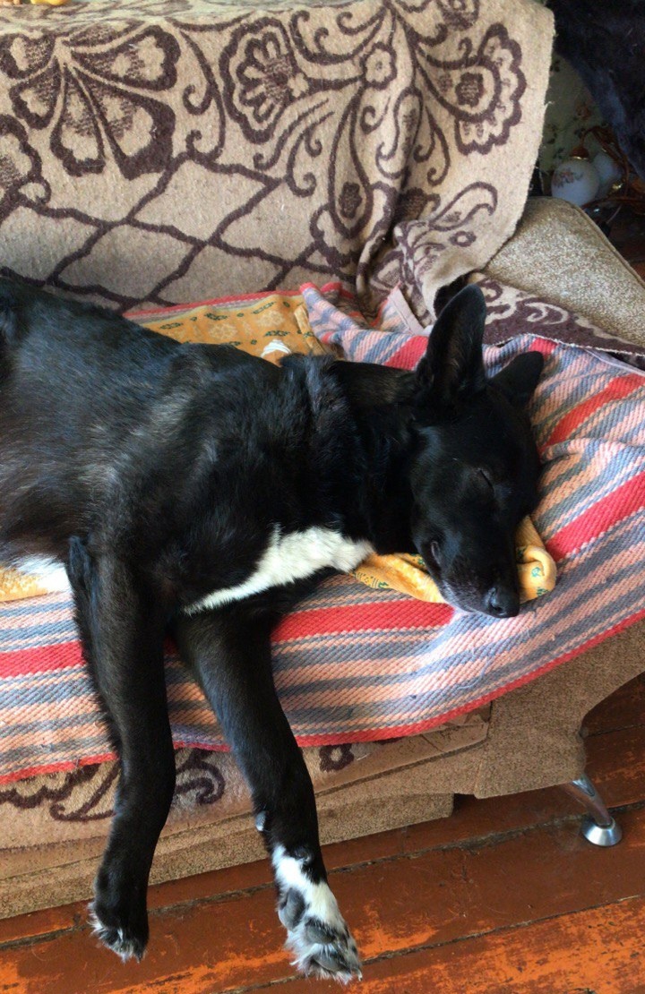 Мой Пёс  его так зовут.