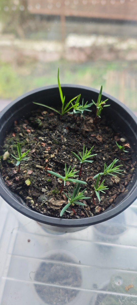 Сеянцы Аризонского кипариса