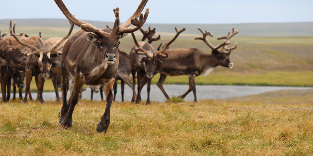 Где готовят самую вкусную оленину
