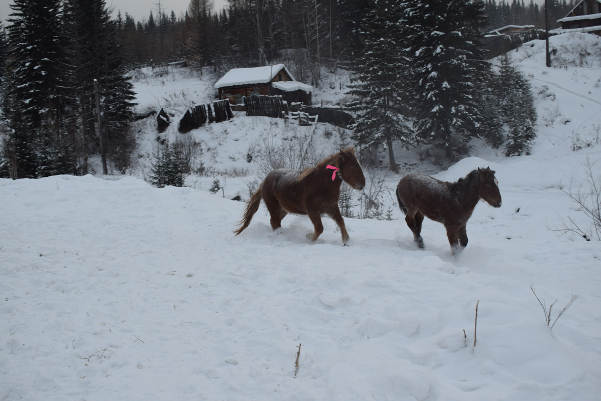Пять лет назад глава семейства купил себе лошадь. Исполнил мечту детства
