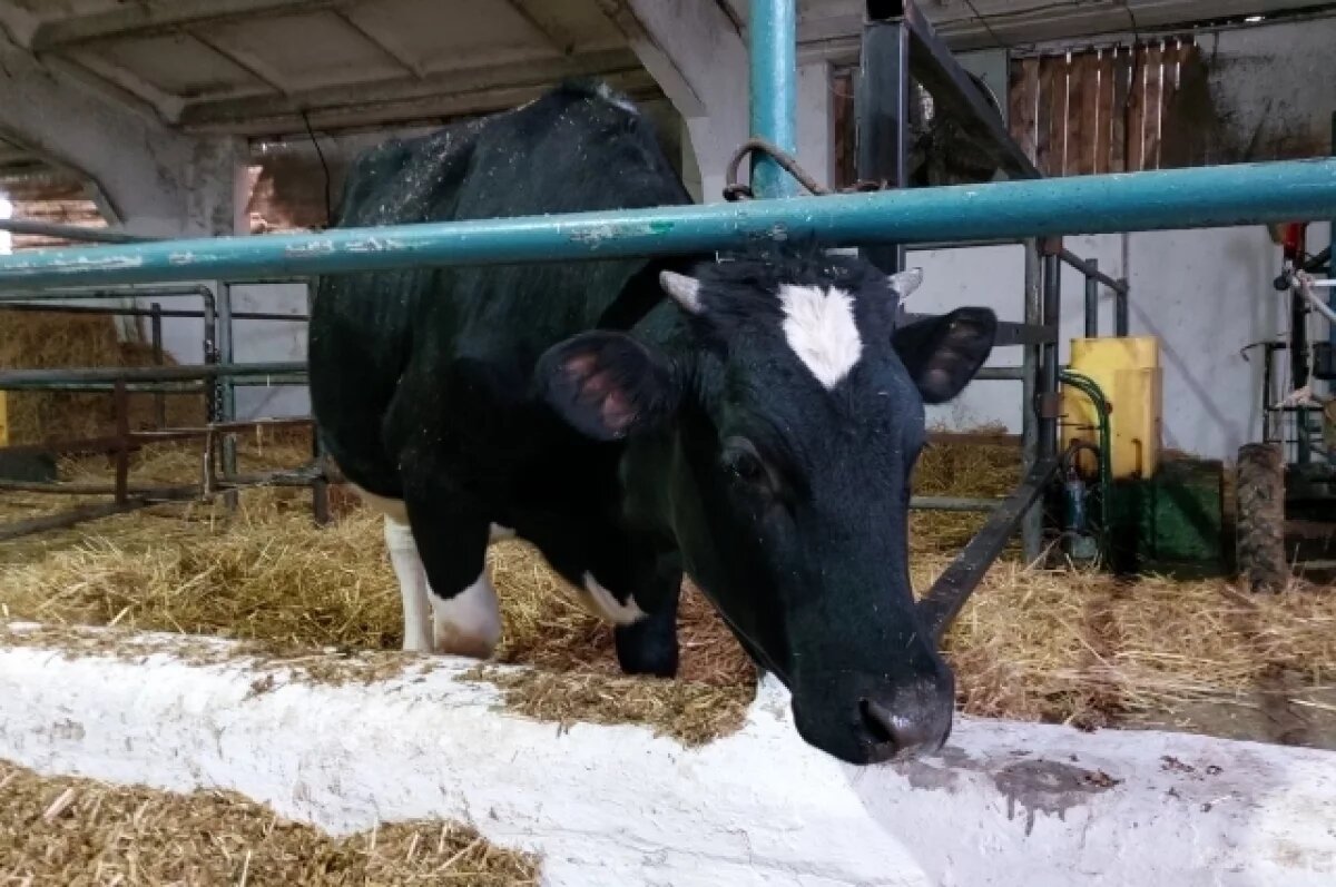    В Югре за ноябрь обследовали на лейкоз более 1000 коров