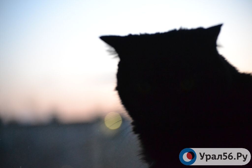    В Оренбургской области мужчина жестоко убил кота своей подруги и угрожал ей ножом