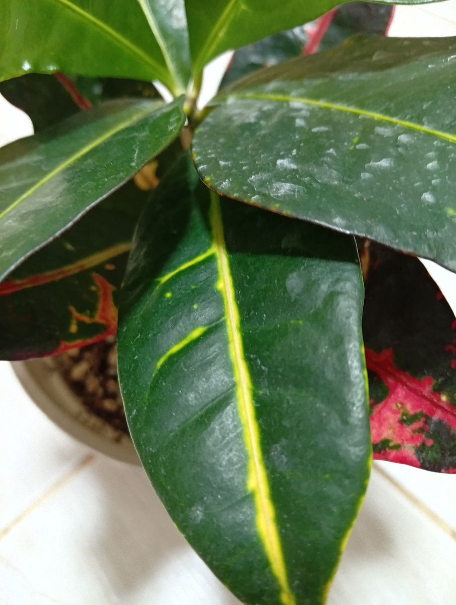 Вот такие более старые листья.