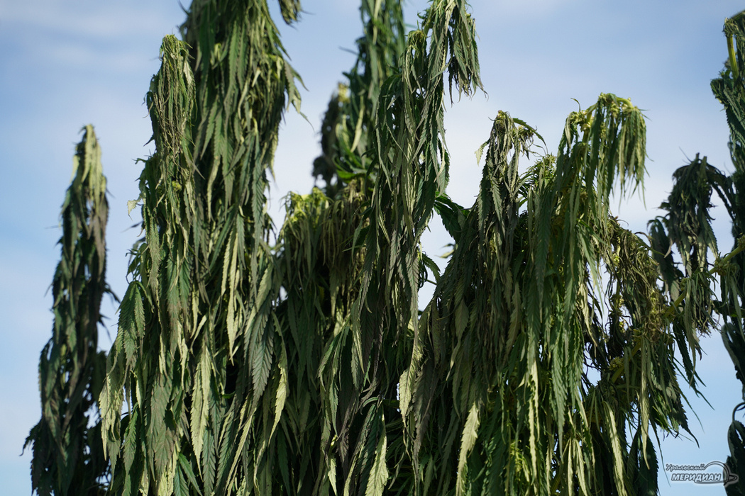    Фото: Лидия Аникина © ИА "Уральский меридиан"
