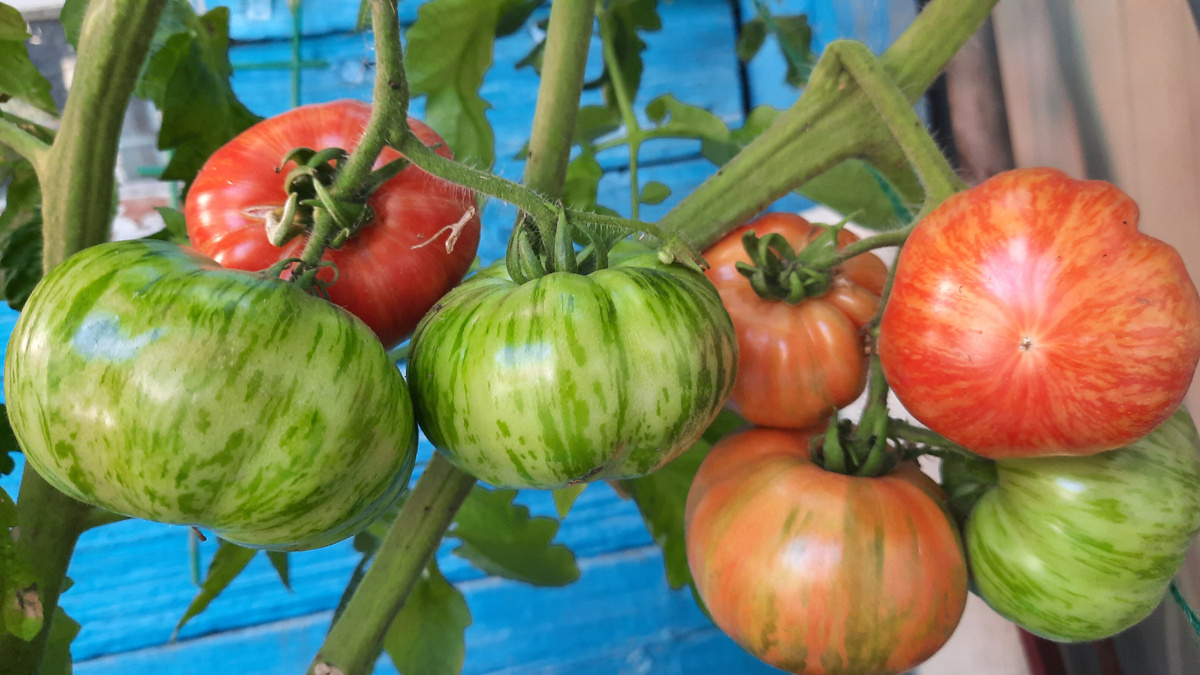 Помидоры, выращенные на своих грядках. Фото автора.