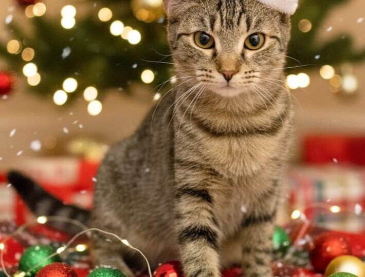 Трогательные и очень милые малышки-сестрички Шелли, Клео и Мия ищут любящие семьи 🏠