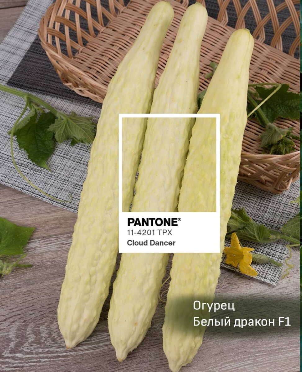 Огурец Белый дракон F1