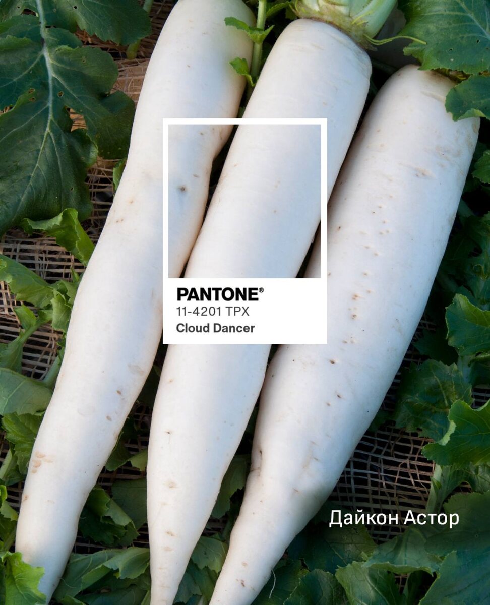 Дайкон Астор