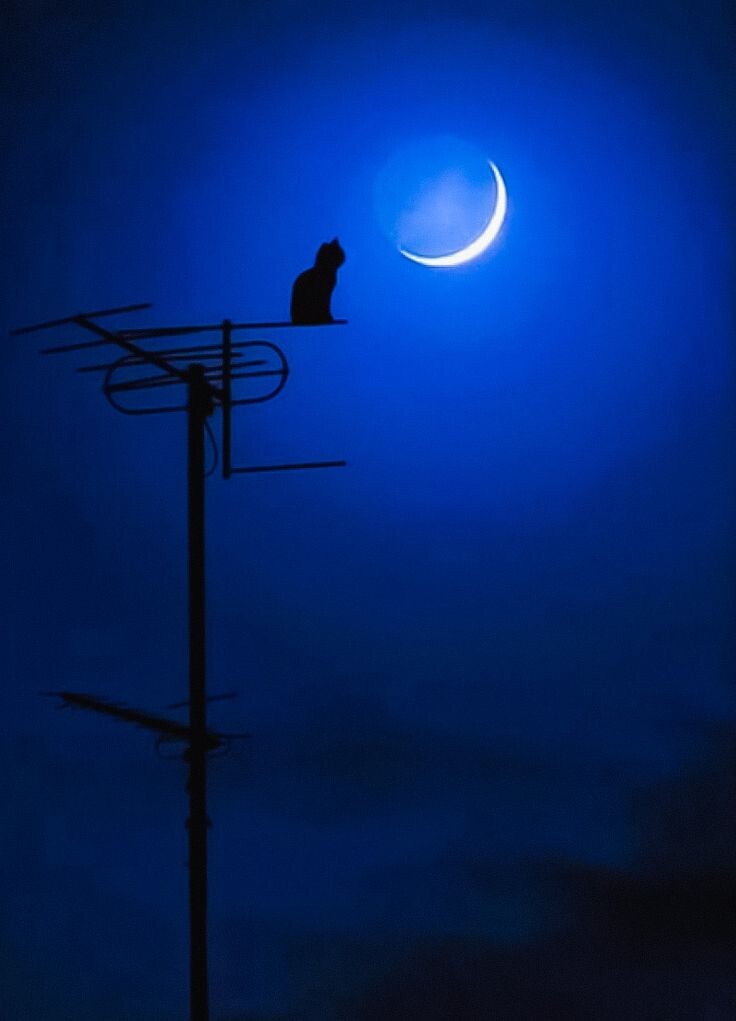 Картинка из свободного доступа 