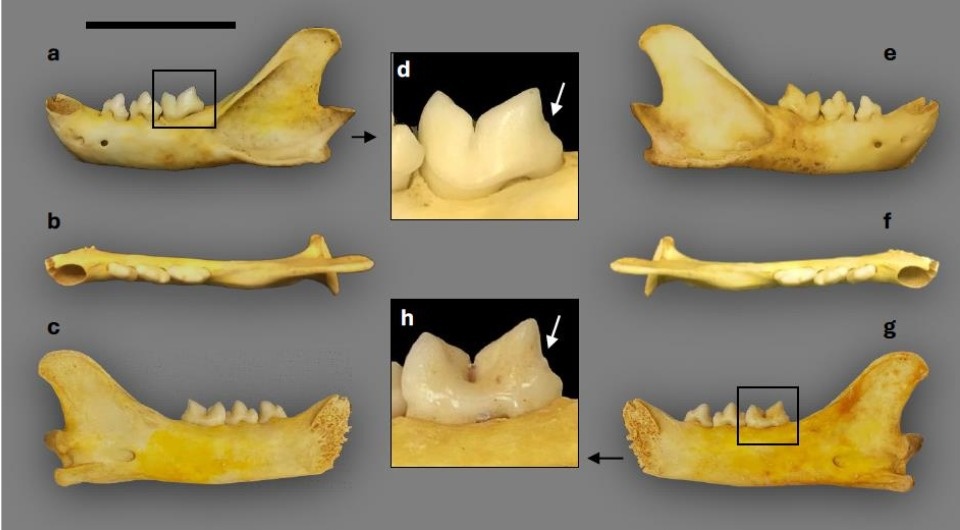   Eva Fernández-Bejarano et al. / bioRxiv, 2025