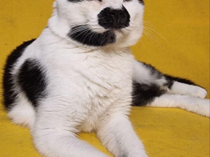 Нюша: слепой котёнок, который выжил там, где другие не смогли бы.