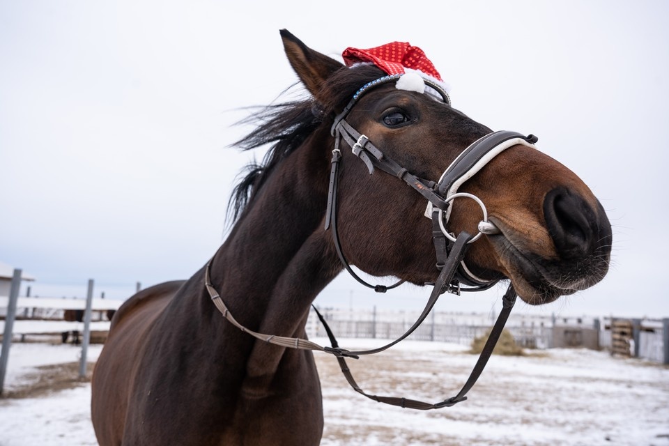    На корпоративных праздниках неизменно актуален мотив символа наступающего года – в 2026 м без Лошади никак не обойтись Дина Иванова