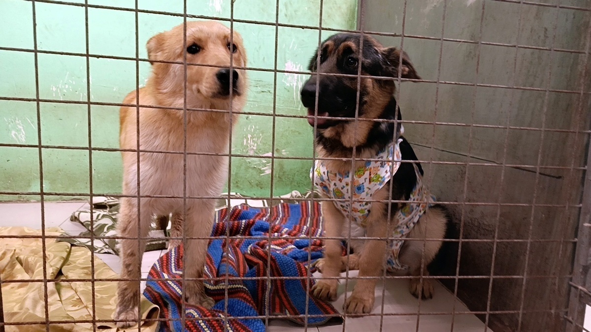 Два напуганных щенка-подростка у нас в приюте