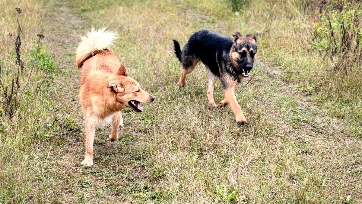 Щеночки подросли в приюте
