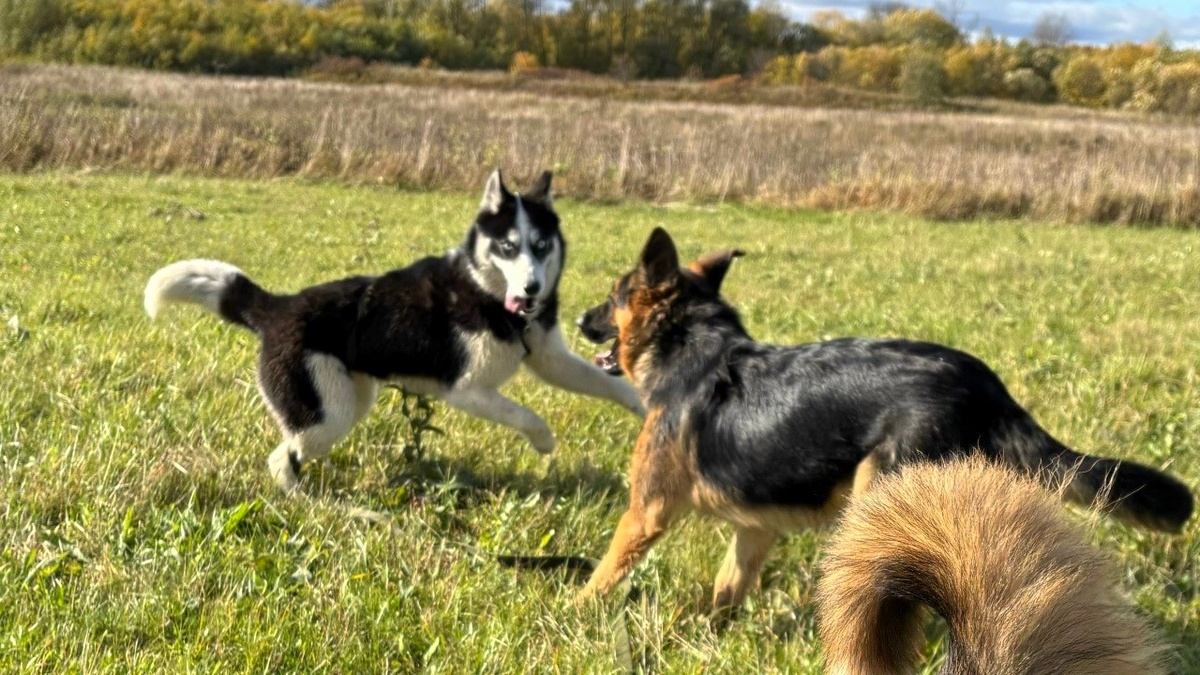 С друзьями в приюте