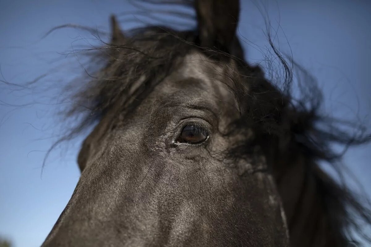    Под Волгоградом задержали мужчину за отравление лошадей в конном клубе