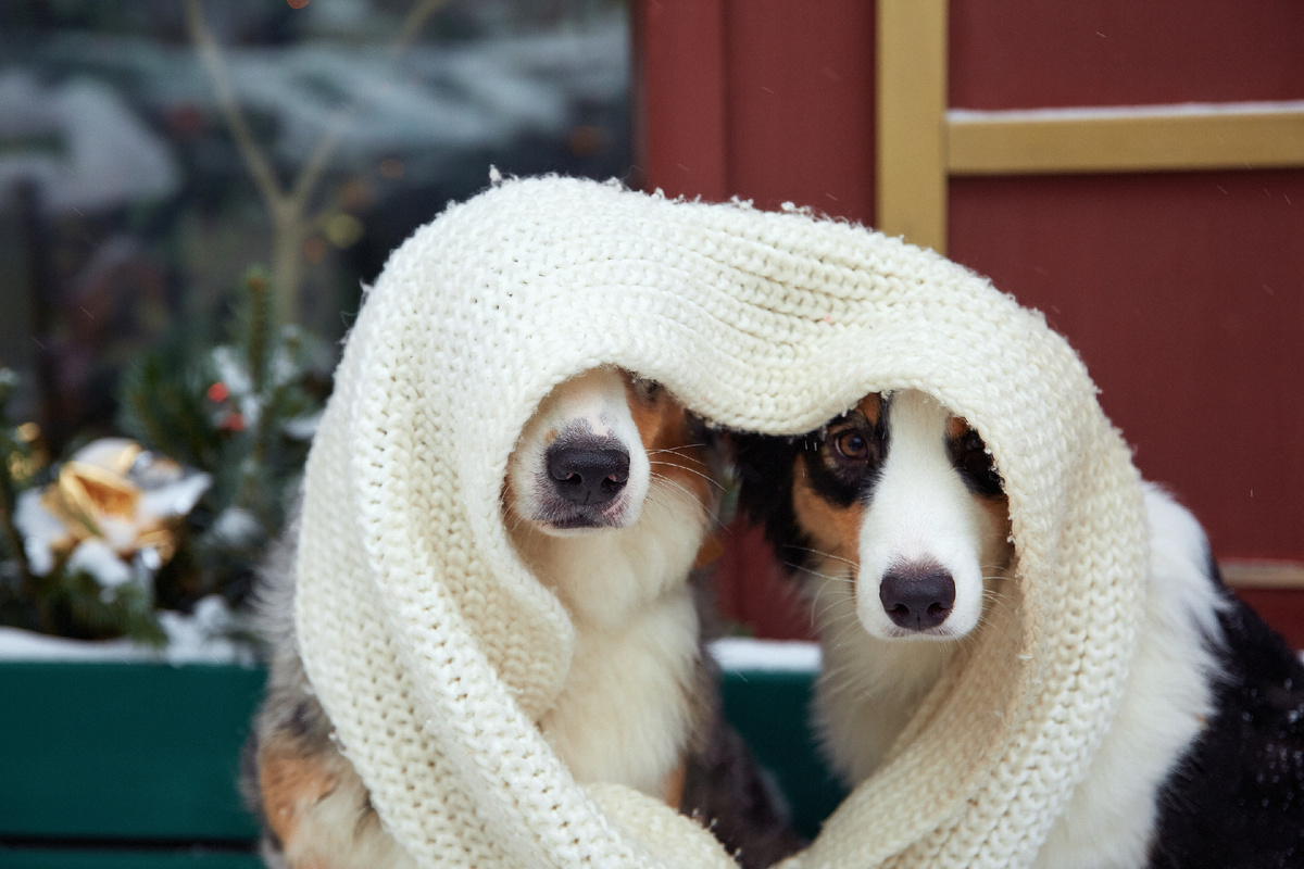 Два жадных носа