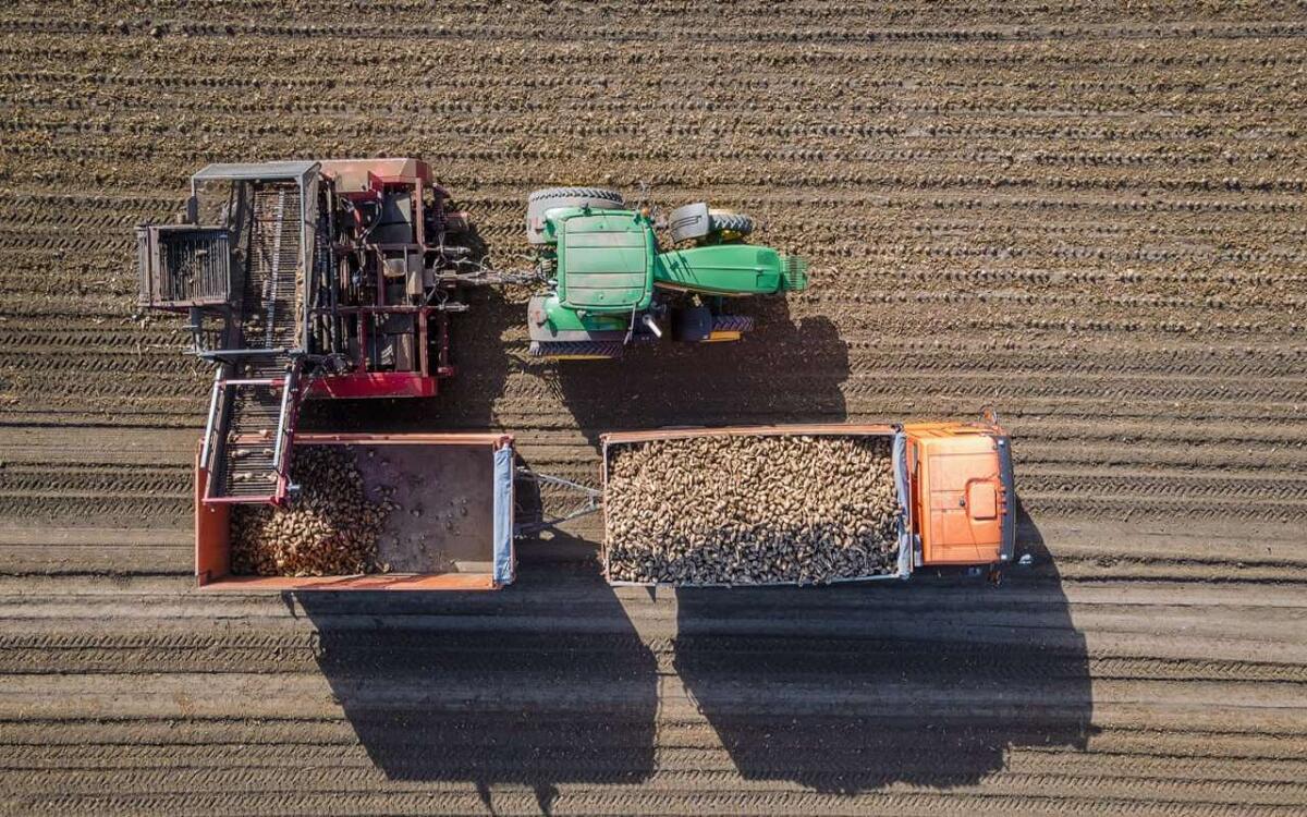    В Воронежской области заводы ГК «Продимекс» переработали более 4,32 млн тонн сахарной свеклы Фото – «Продимекс»