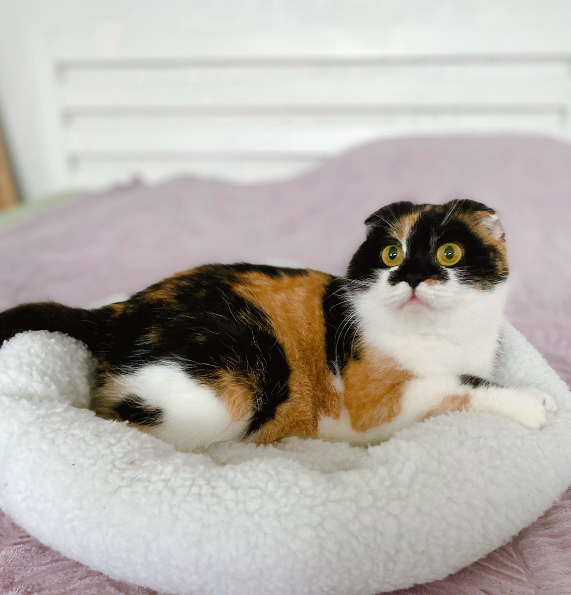 Плюшка на плюшевой лежанке. Фото из архива автора