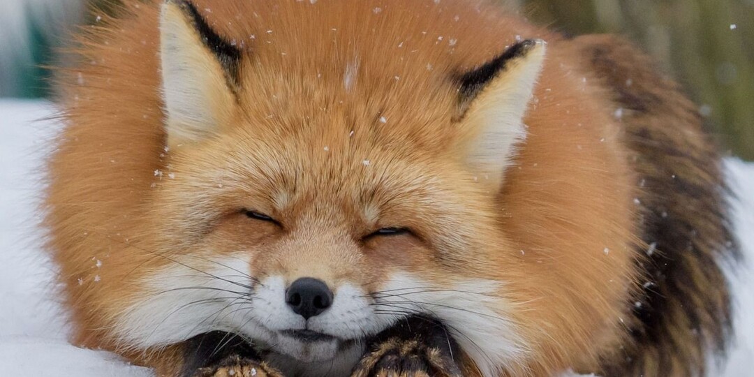 Лисица - тайны и удивительные особенности «лесной интеллектуалки»