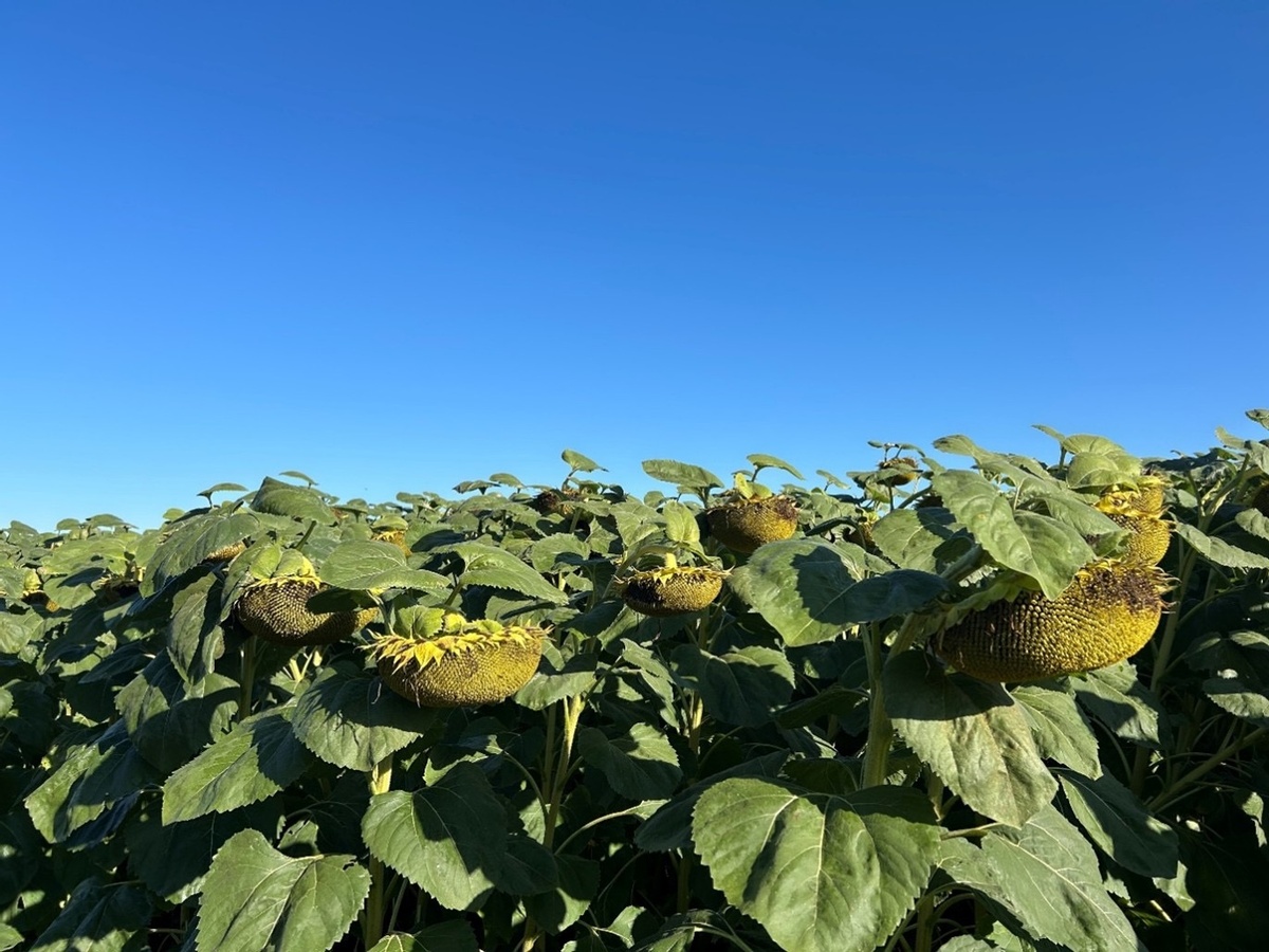 Гибрид подсолнечника ЛГ 50479 СХ