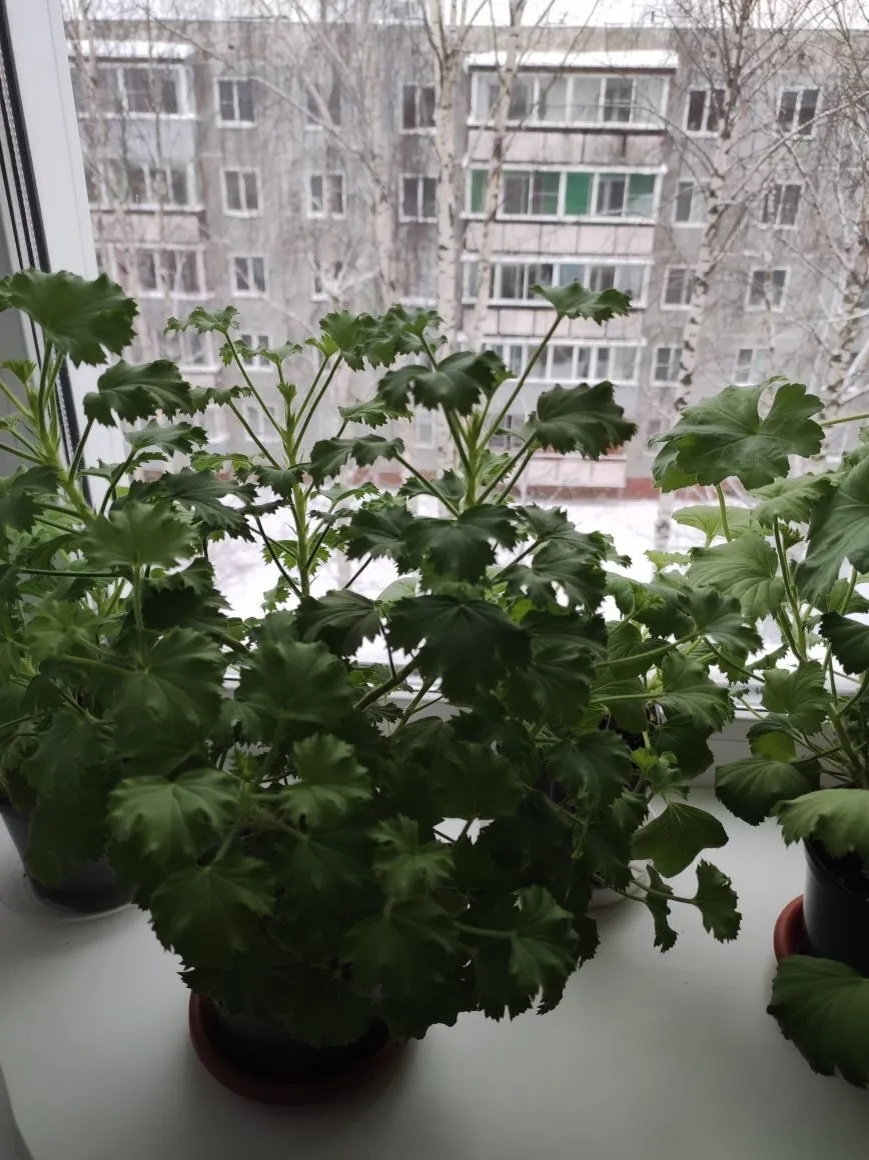 Мои королевские пеларгонии.