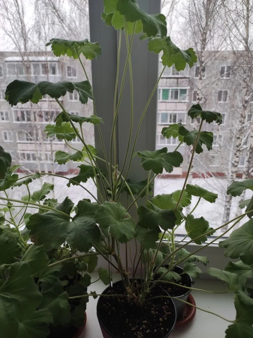 Моя новинка: пеларгония Leona Galactica - зонартик.