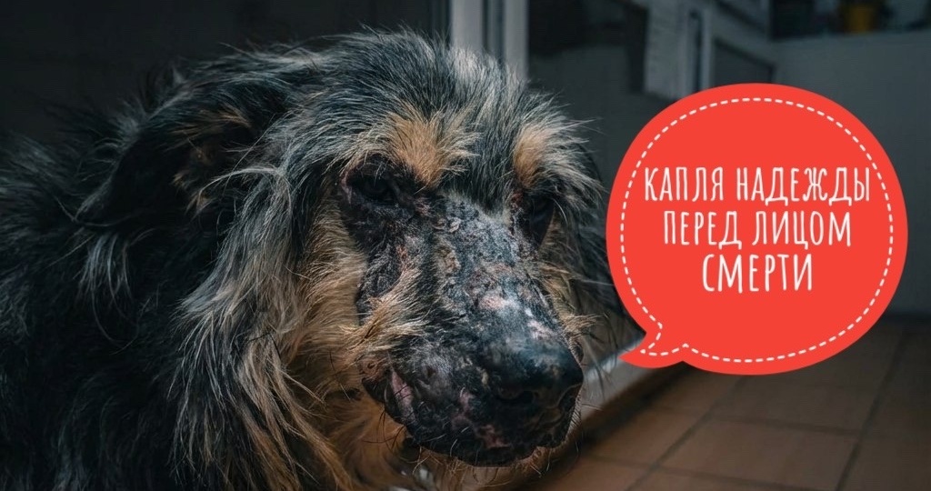 Последняя капля надежды перед лицом смерти... ЖЕРАР!