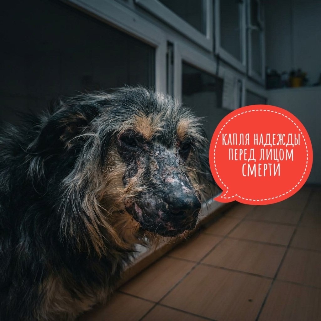 Собака, чья судьба висит на волоске! пмогите обследовать Жерара в Новосибирске!