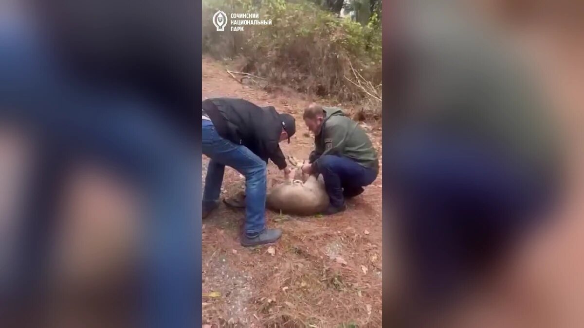    Фото t.me/npsochi_official