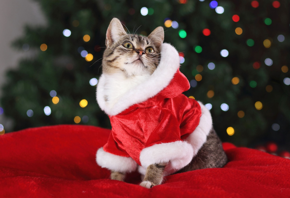    Shutterstock/FOTODOM