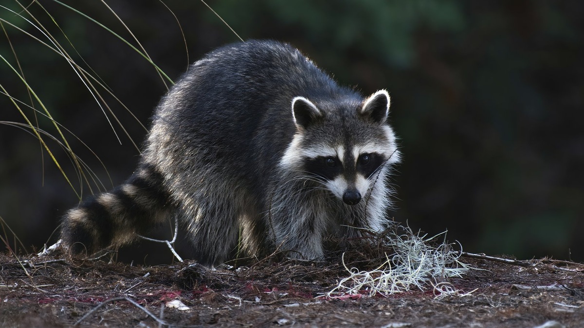    Больше всего от онлайн продаж страдают еноты