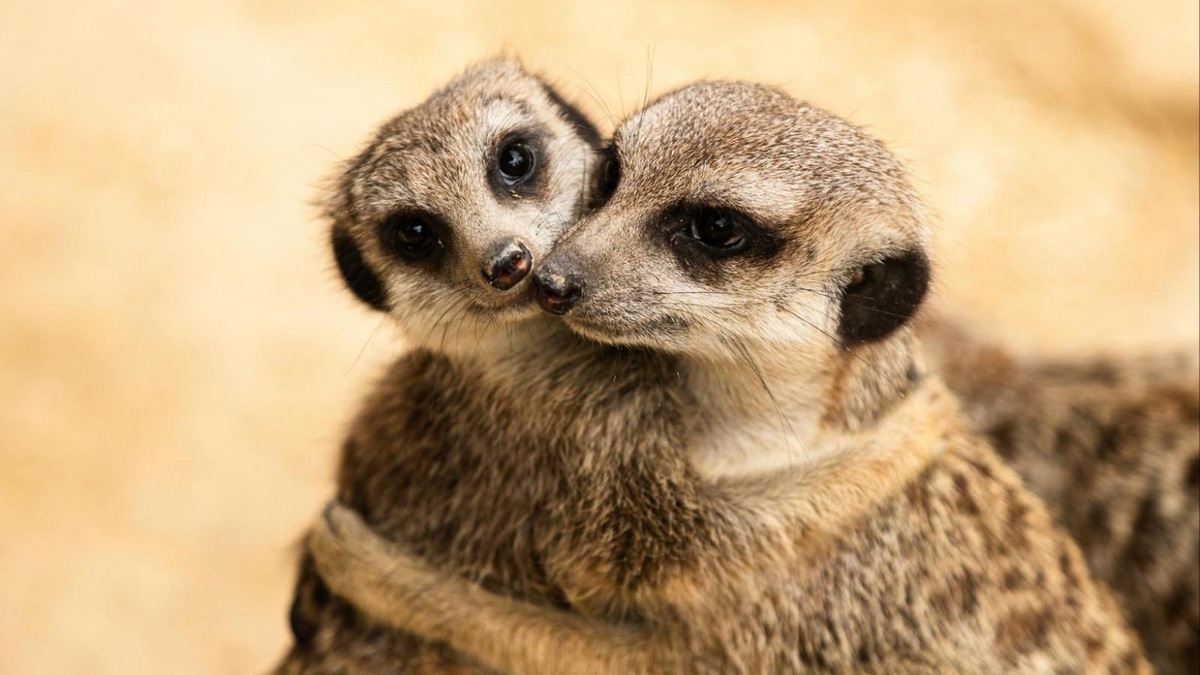    Хищные животные защищаются, когда не чувствуют себя достаточно безопасно