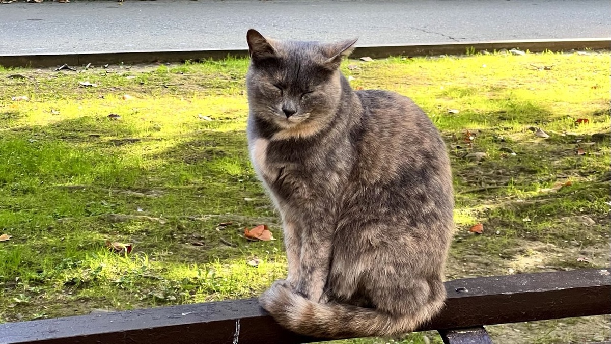    Анна Сальникова