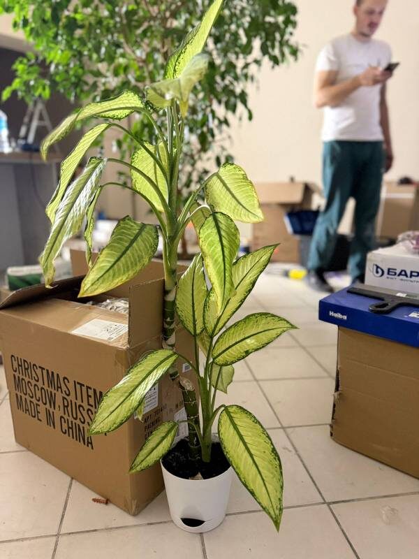 Такой я ее увидела на объекте перед пересадкой. Фото автора