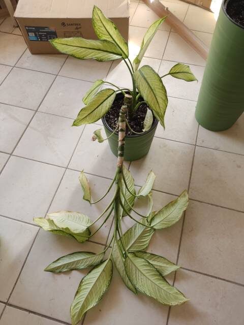 Так выглядела диффенбахия после проишествия. Фото автора.