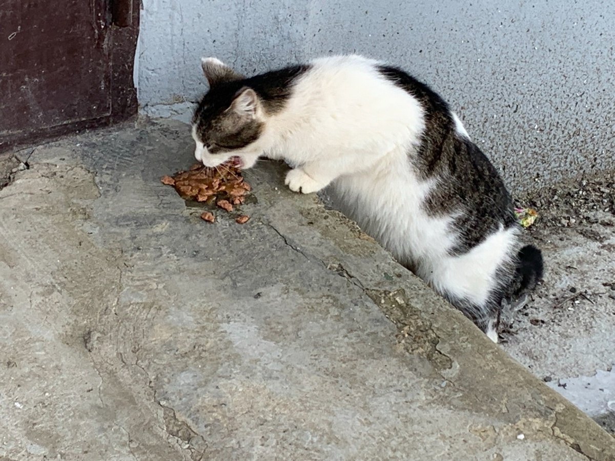 Округлившийся живот кошки вызвал особую тревогу