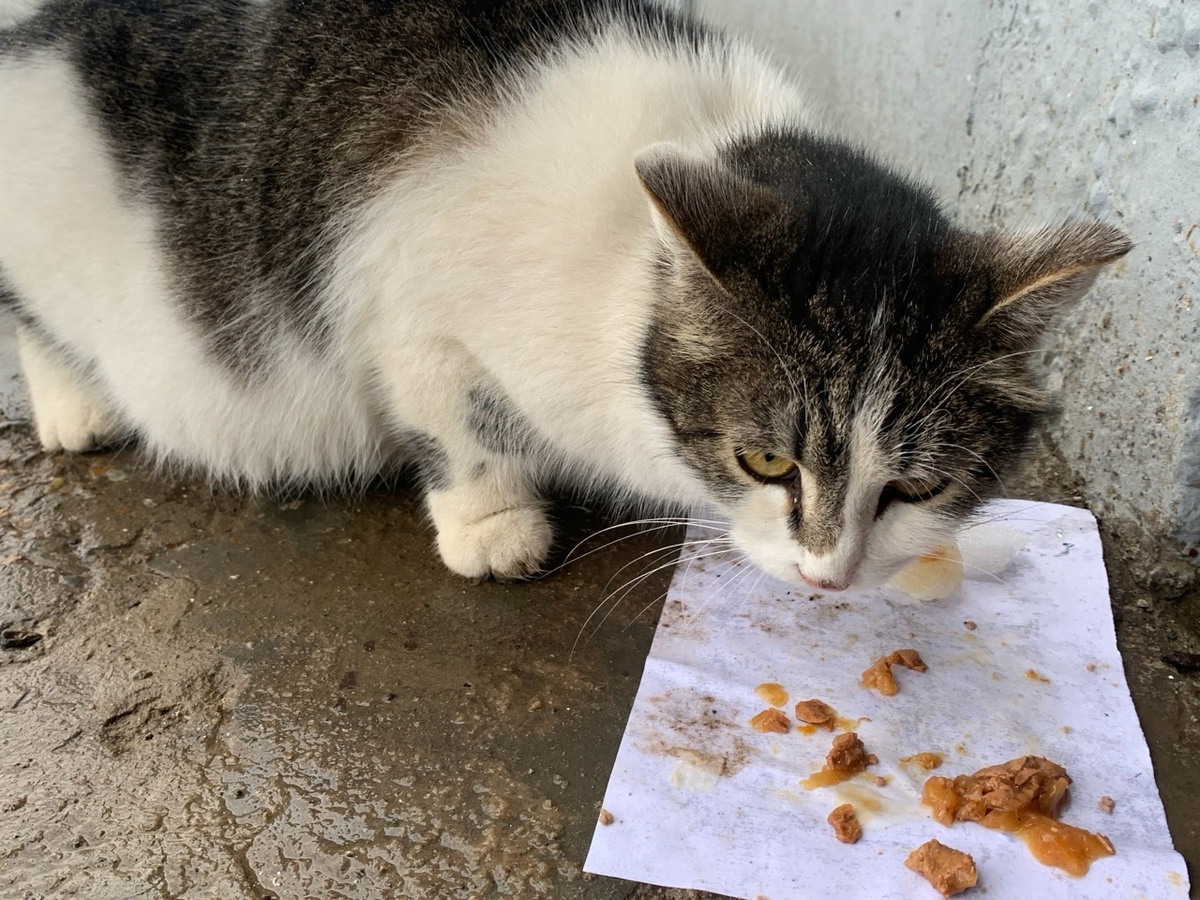 На улице Коммунистическая всегда много брошенных кошек. Мышка - одна из них