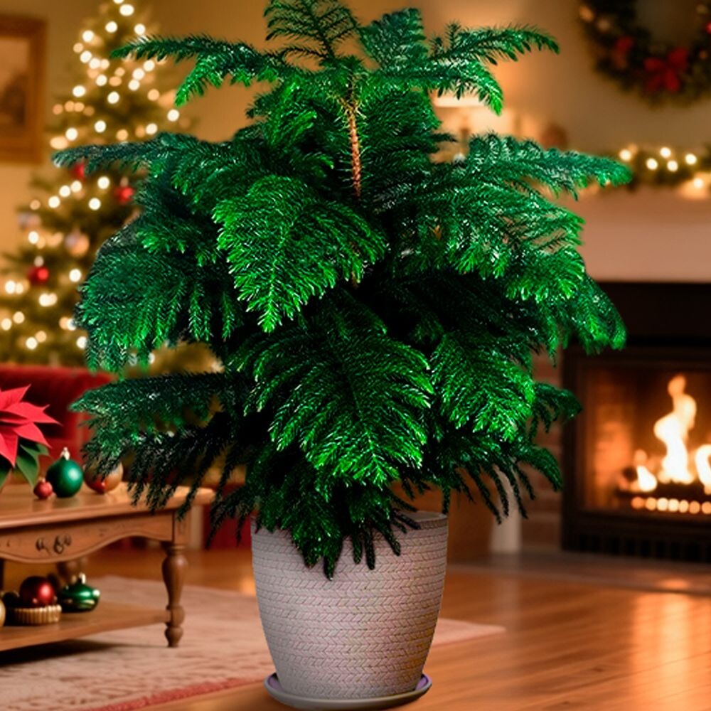 Араукария на Новый год