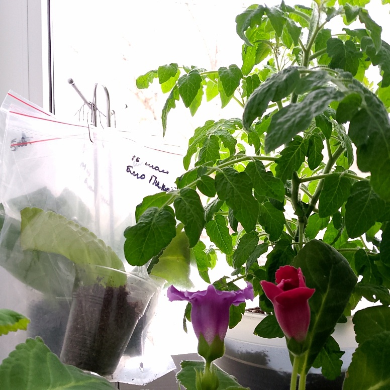 Томаты растут заполняя собой большую часть подоконника. У одного уже цветы, у другого даже бутонов нет, придётся выбросить тунеядца