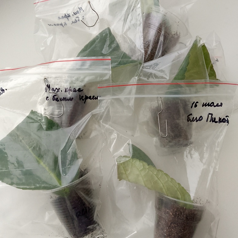 Висели все рядом со стеклом, но на расстоянии 10 см