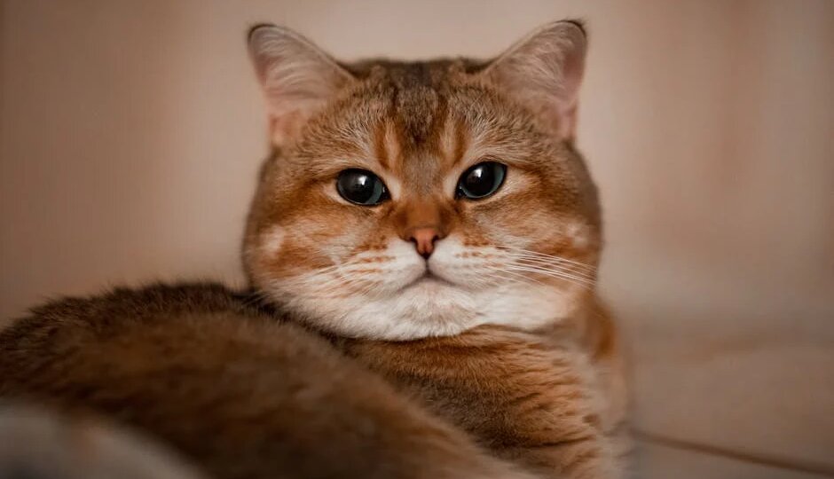 Кастрировать кота или нет: честный ответ ветеринара