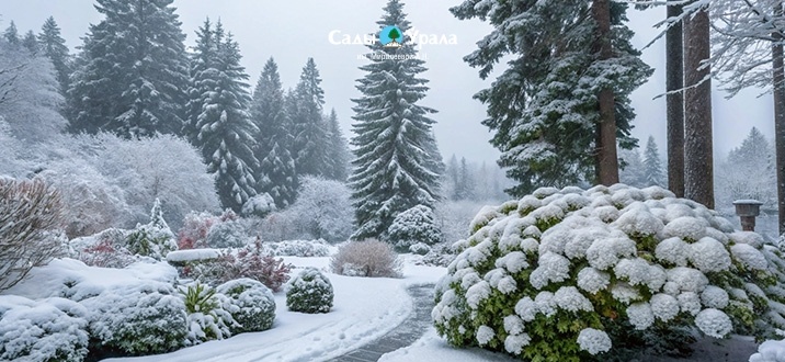 Зачем и как стряхивать снег с хвойных и гортензий? Простой ритуал, который спасёт ваши растения!