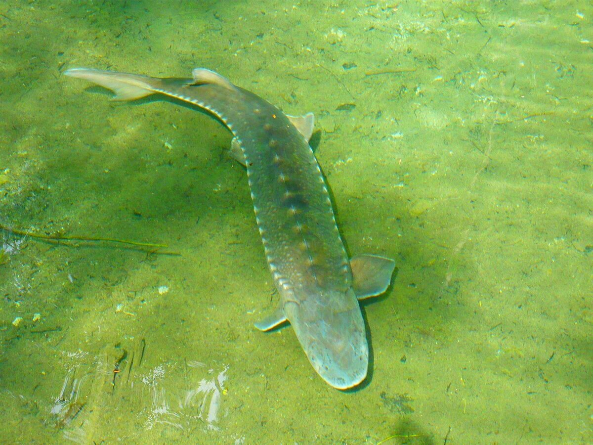 Атлантический осётр.