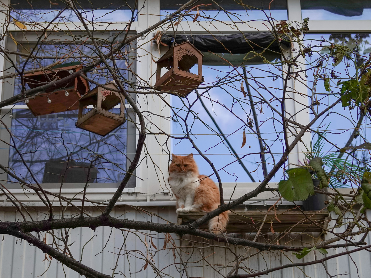 Ну допустим, чик-чирик...