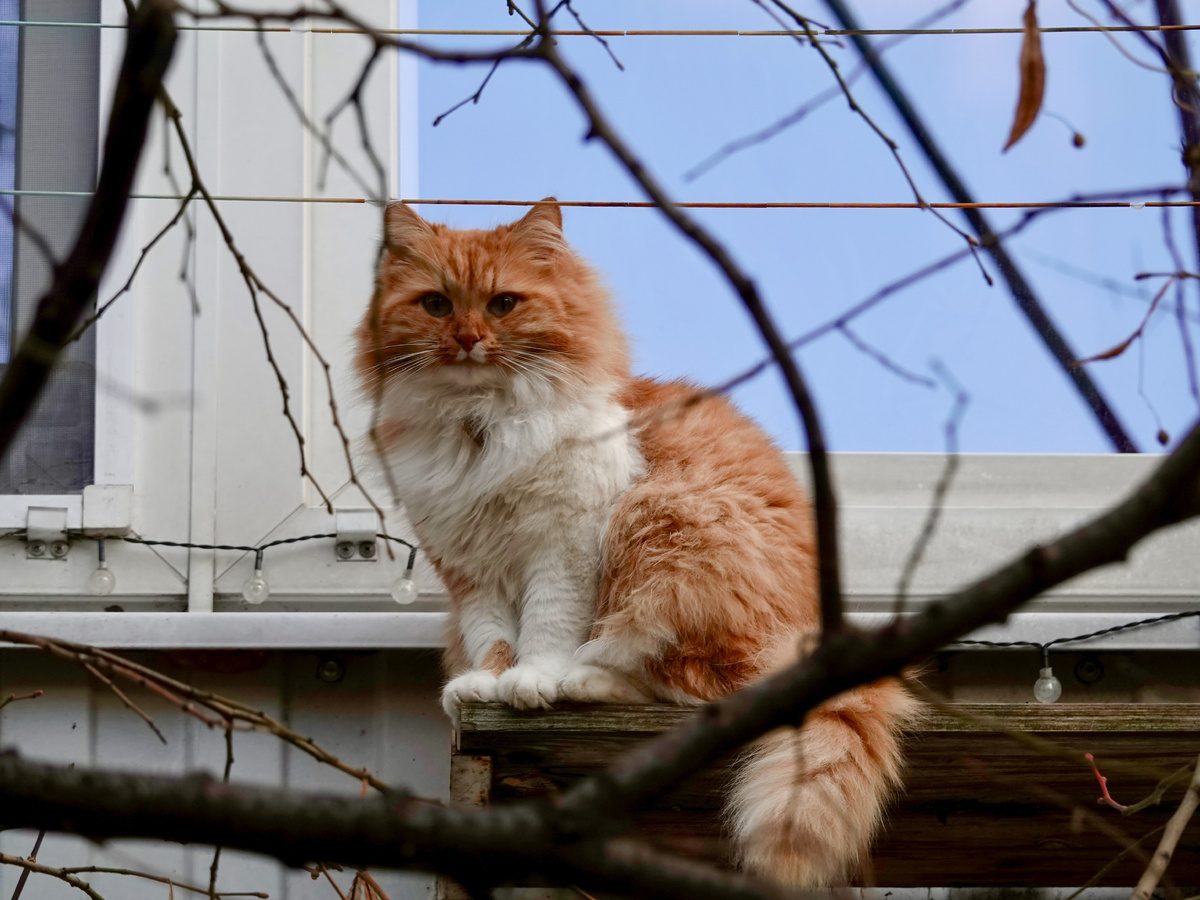 Хитрая, рыжая морда