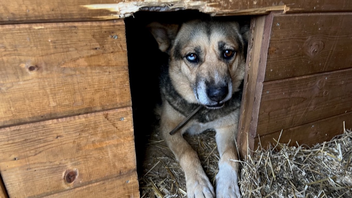    Анна Сальникова