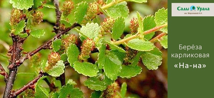 Создать карусель